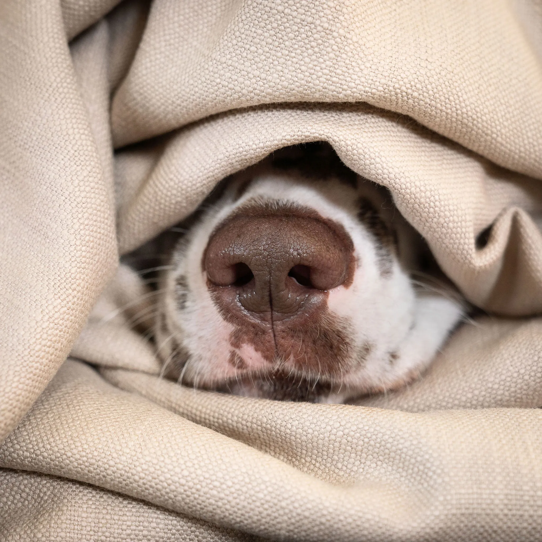 Dog & Puppy Blanket in Savanna Oatmeal by Lords & Labradors