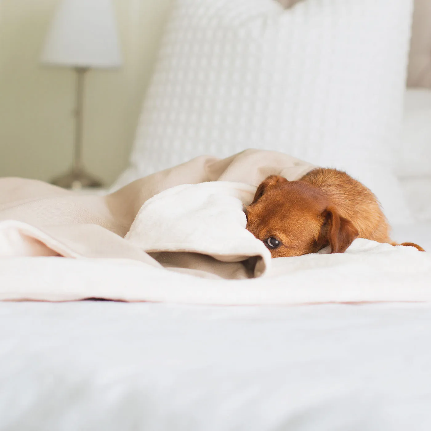 Dog & Puppy Blanket in Savanna Oatmeal by Lords & Labradors