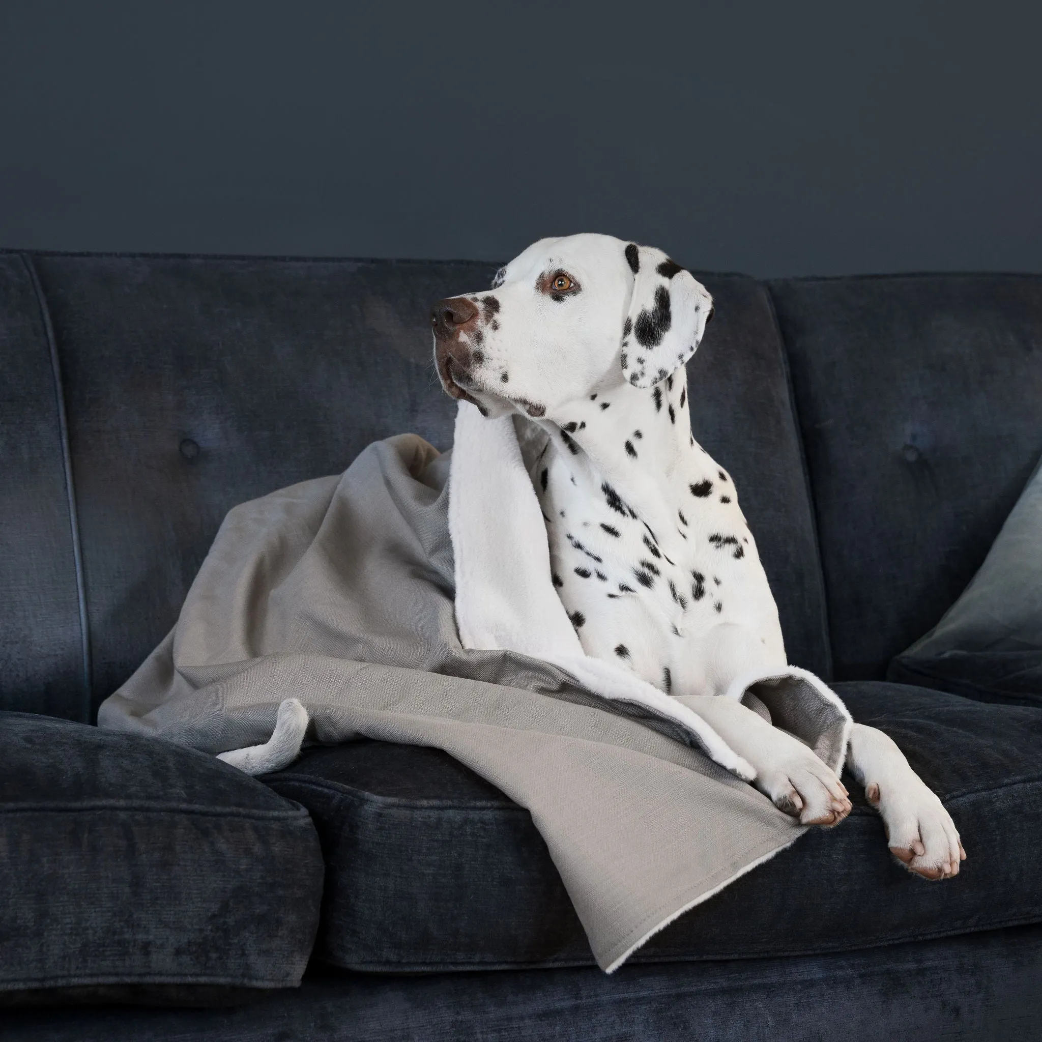 Dog & Puppy Blanket in Savanna Stone by Lords & Labradors